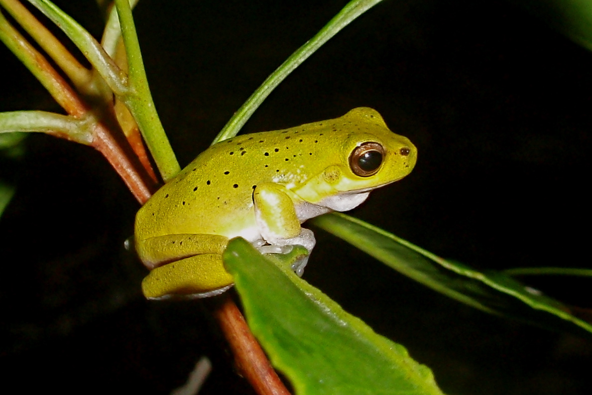 Cooloola Sedgefrog (Litoria cooloolensis), Moreton Bay Ramsar Site